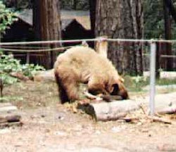 Wild bear