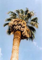 Palm tree