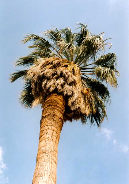 palm tree