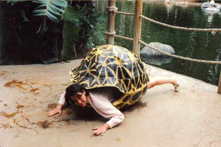 inside a turtle