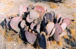 Beavertail cactus