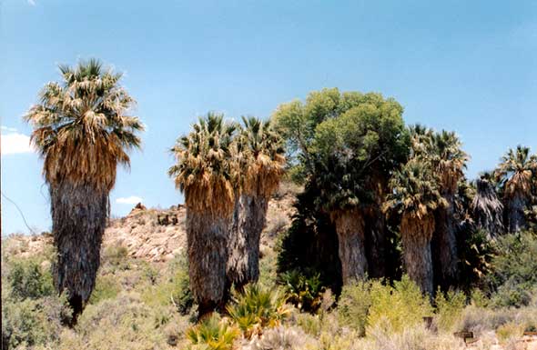 oasis dans le désert