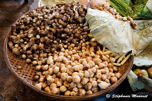 champignons du marché