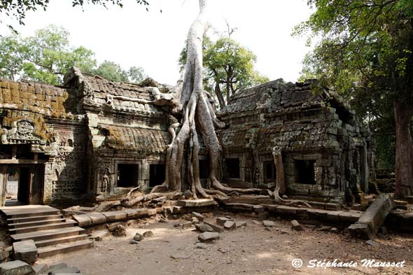 Ta Prohm, temple envahi par les racines d'un fromager