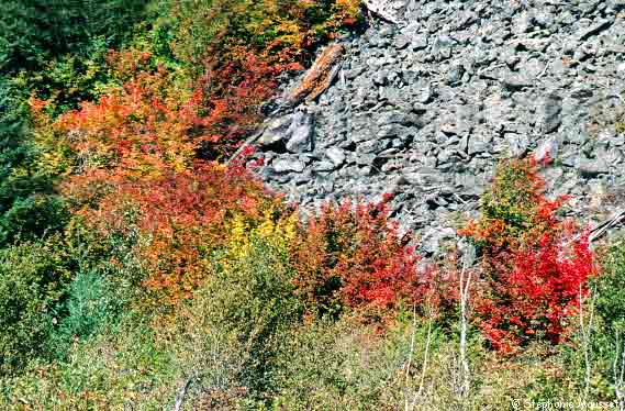 autumn landscape