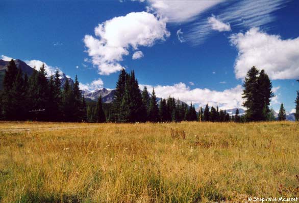 Banff area landscape