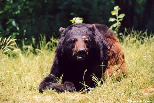 bear