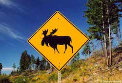 caribou sign