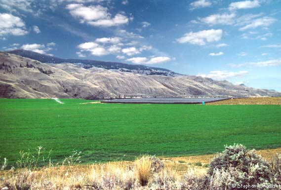 ginseng field