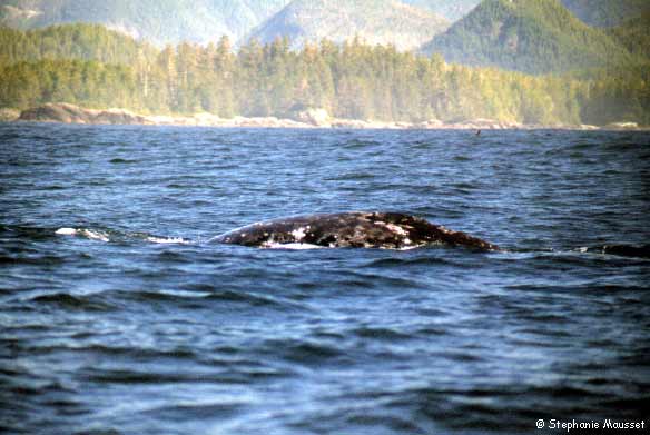 back of grey whale