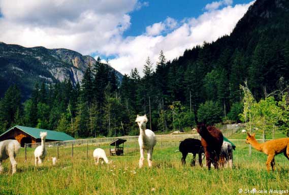 flock of lamas