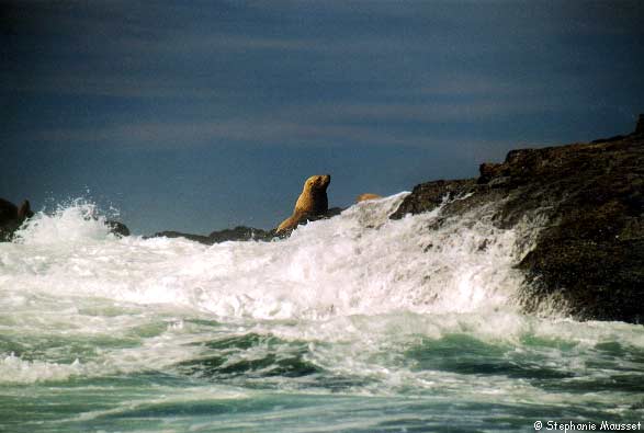 sealion