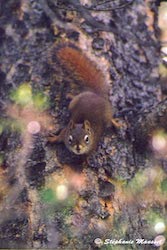 red squirrel