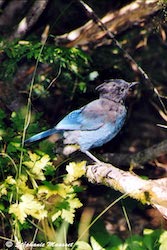 steller jay