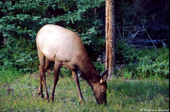 grazing wapiti