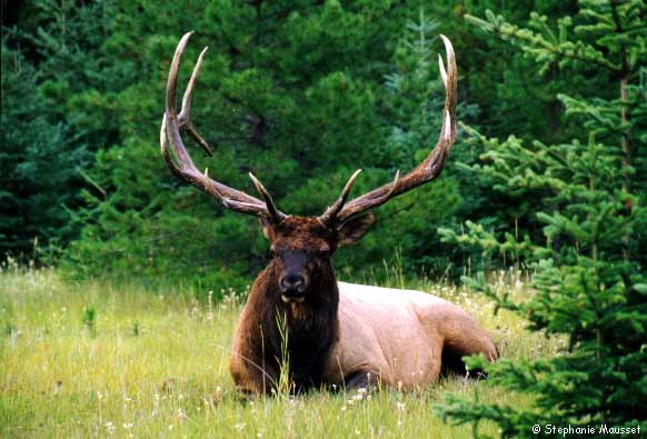 wapiti with antlers