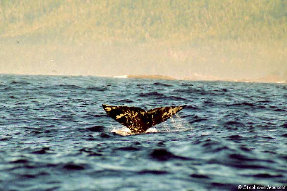 grey whale diving deep