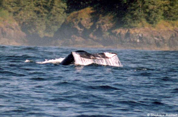 caudal fin of grey whale