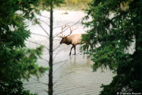 mâle wapiti aux grands bois