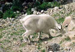 chèvre des montagnes