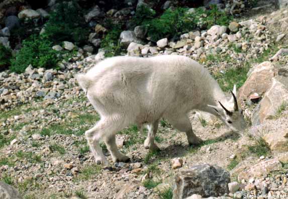 Chèvre des montagnes