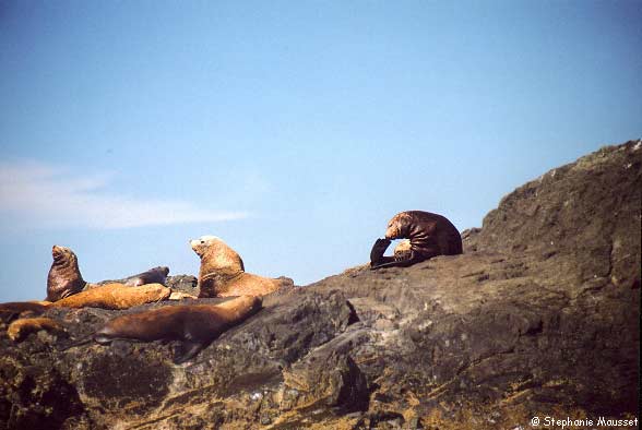 lions de mer