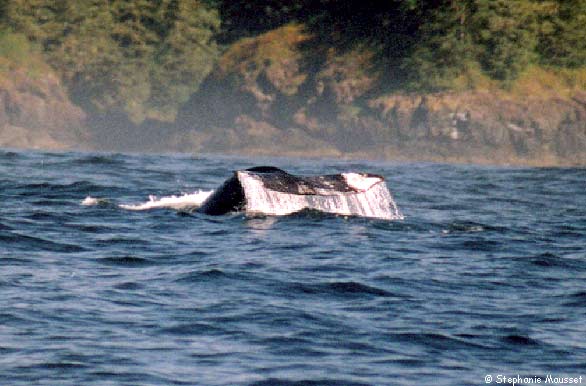 baleine grise dans l'océan pacifique
