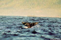 Baleine observée au Canada