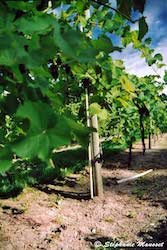 vignes de l'Okanagan