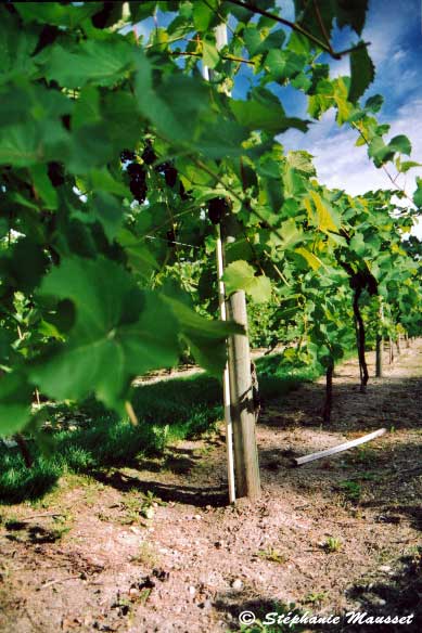 Canada région de vignes