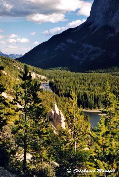 épaisse forêt de résineux