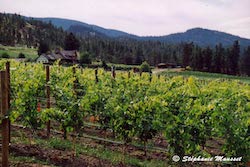 vignes du Canada