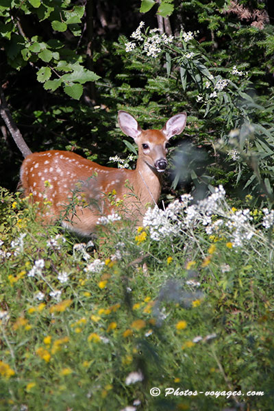 Jeune biche dans la forêt