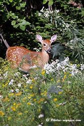 biche dans le parc mont tremblant