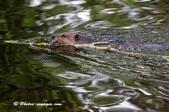 Castor transportant une branche dans la rivière