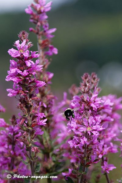 bourdon volant vers des fleurs fushias