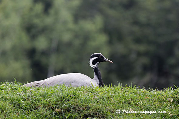 Grue demoiselle derrière une haie