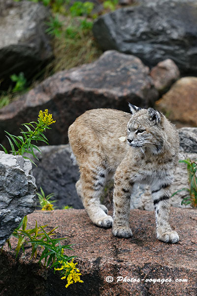 Lynx sur un rocher