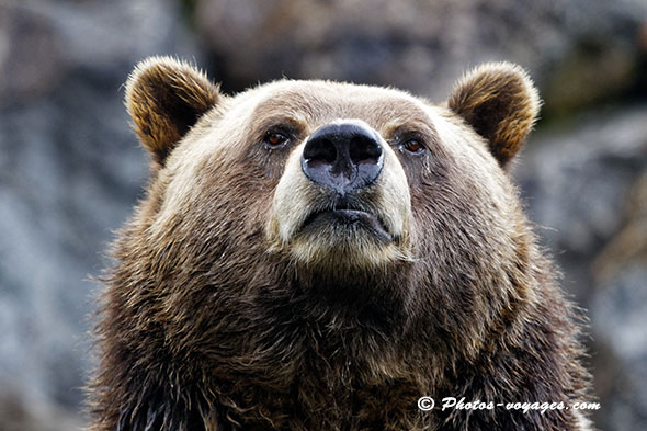 portrait d'ours grizzli