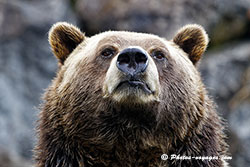 tête d'ours grizzli