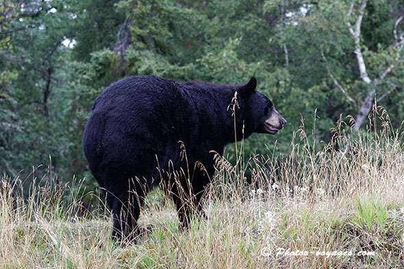 Ours noir d'Amérique