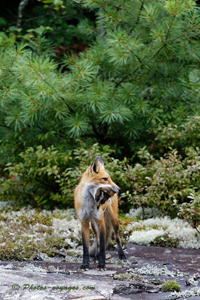 renard avec une proie dans la gueule