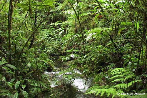 ferns and other lush vegetation in costa rica