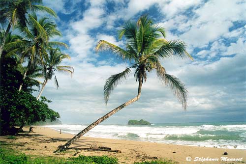 palm tree on a gorgeous beach of costa rica