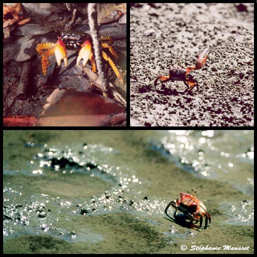 crabs of costa rica