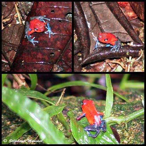 Blue jean frogs of costa rica