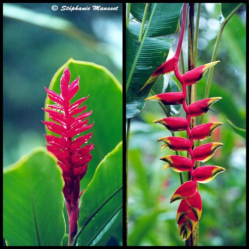 red ginger and heliconia flowers in costa rica