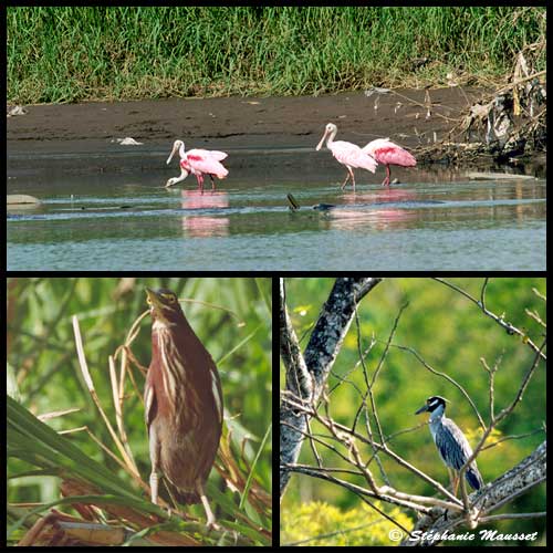 river birds of costa rica