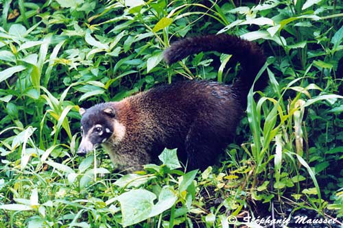 coati looking for food in costa rica