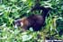 Coati